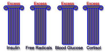 Excess insulin - Excess free radicals - Excess blood glucose - Excess cortisol